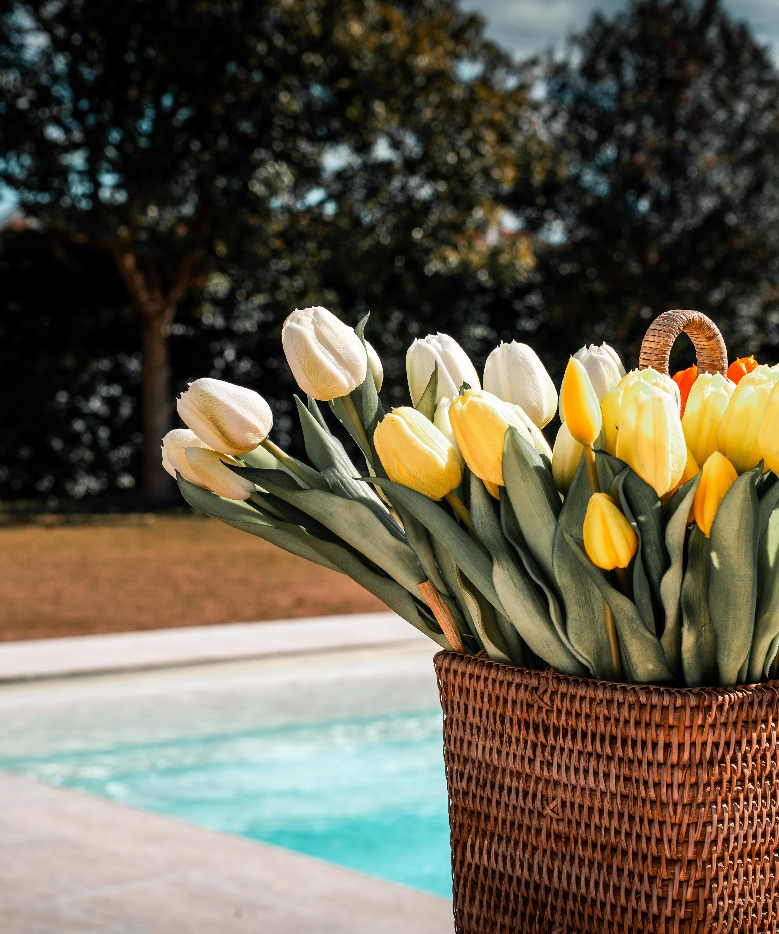tulipani.png